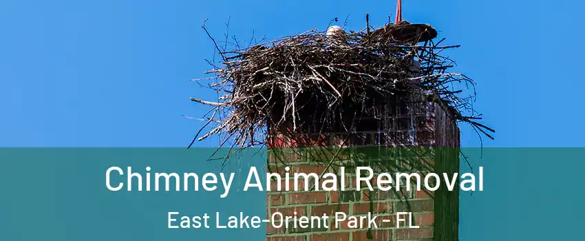  Chimney Animal Removal East Lake-Orient Park - FL