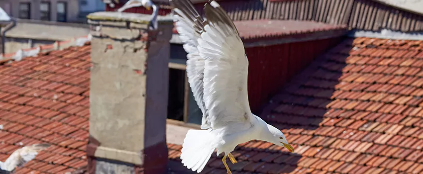Residential Chimney Animal Removal Solution in East Lake-Orient Park, FL