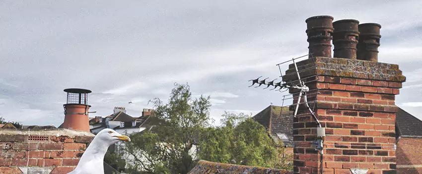 Chimney Cleaning And Restoration in East Lake-Orient Park, Florida